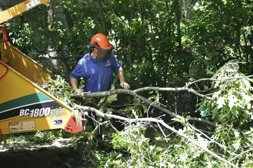 tree services Frederick